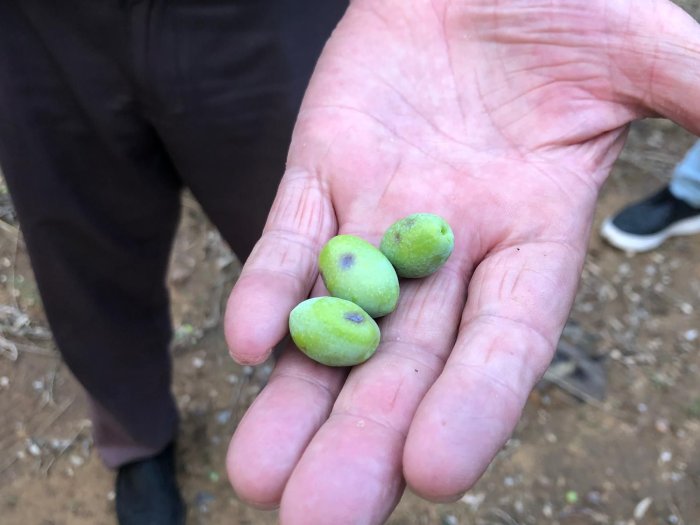 Özgür Ceylan zeytin üreticisi (2).jpg