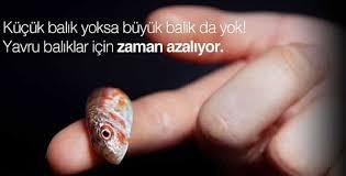 KÜÇÜK BALIK (1).jpeg