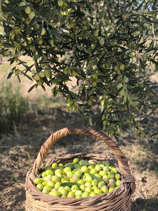 ZEYTİN  (5)(1).jpg
