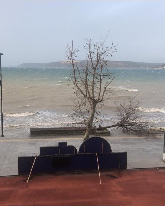ağaçlar (2).jpg