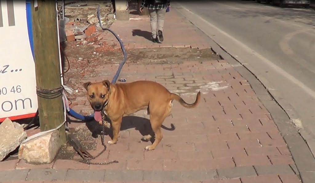 köpek (1).jpg