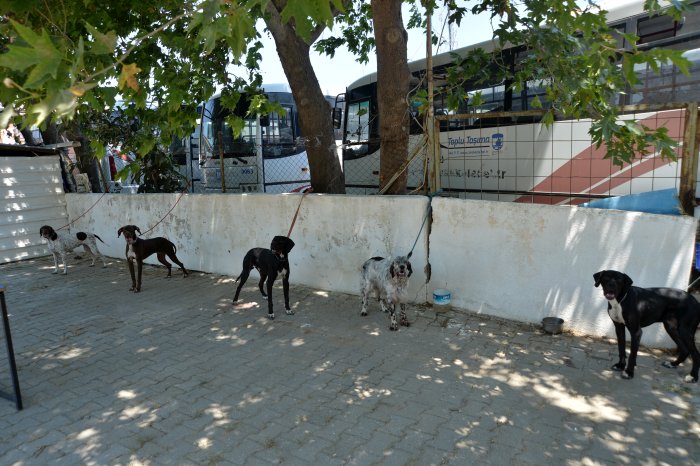 köpekler (10).JPG