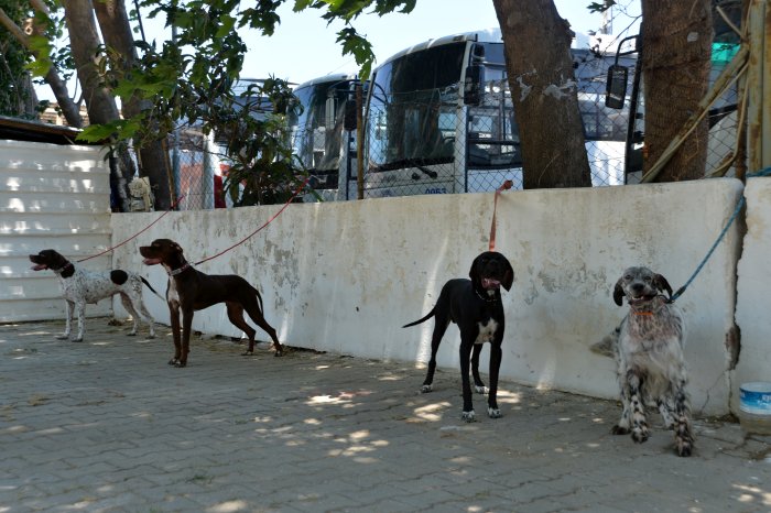 köpekler (11).JPG