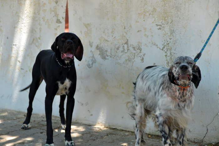 köpekler (12).JPG