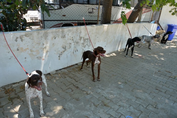 köpekler (13).JPG