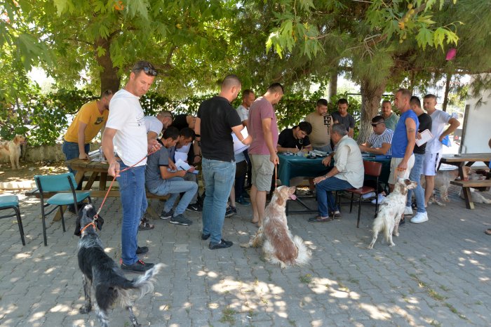 köpekler (3)(1).jpg