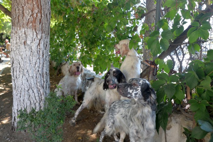 köpekler (5).JPG