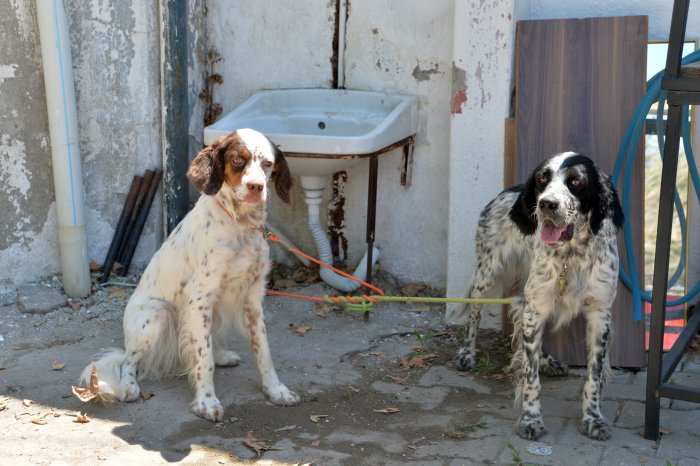 köpekler (9).JPG