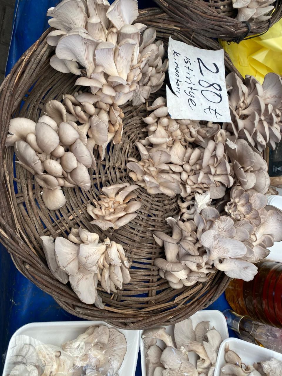 00633_whatsapp-image-2026-04-17-at-16-42-53