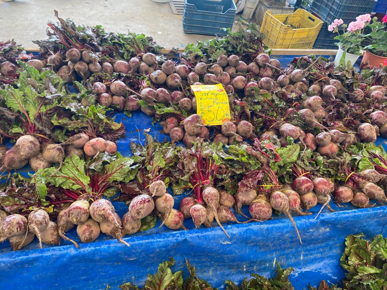 51220_whatsapp-image-2026-04-17-at-16-42-50-3