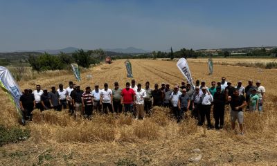 Bayramiç’te yeni nesil buğdayların hasadı gerçekleştirildi