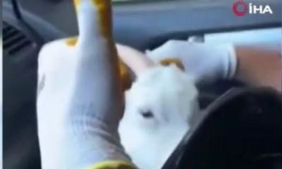 Çanakkale’de Orman İşçisi, Alevlerin Arasından Kaplumbağa ve Köpek Yavrusunu Kurtardı