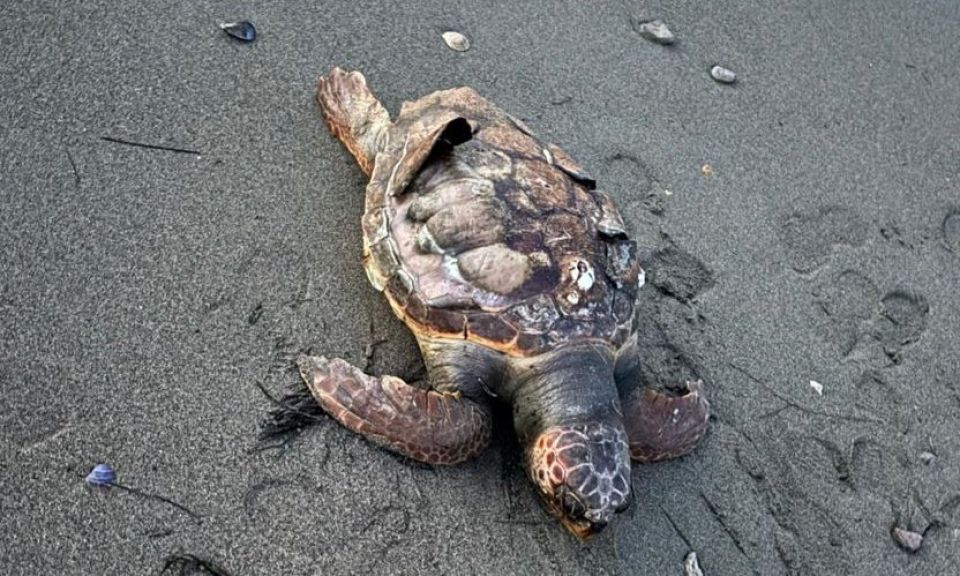 Umurbey sahiline ölü Caretta Caretta vurdu