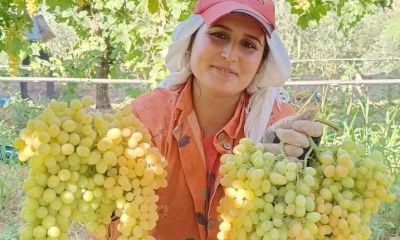 Yaz mevsiminin şifa deposu üzüm