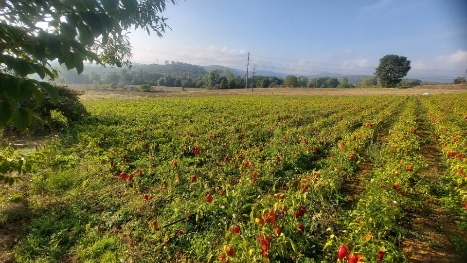 112242_wuciwug_39e2c8d8_yenice-de-kapya.jpeg