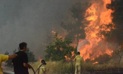 Çanakkale Orman Bölge Müdürü Demirci: "Yanan alanlar 2026 sonuna kadar tekrar orman olacak