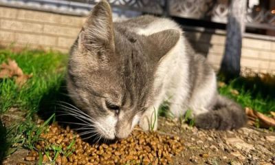 Artık yerken ağzı ve bacağına olta kancası batan kedinin yardımına duyarlı anne kız yetişti   