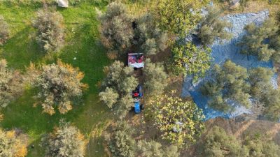 Zeytin hasadı başladı, Marmarabirlik'ten 70 bin tonluk alım ve 50 milyon dolarlık ihracat hedefi