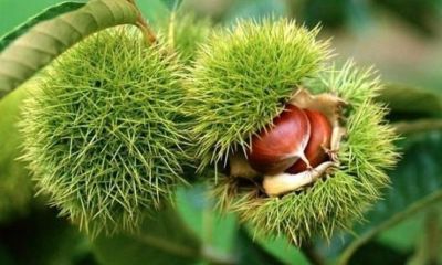 Bakanlık yüzde 75 destek veriyor