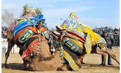 2025-2026 Deve Güreşi takvimi açıklandı: Çanakkale’de sekiz güreş yapılacak