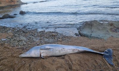 Gelibolu ilçesinde sahile ölü yunus vurdu