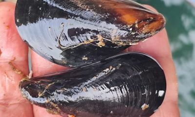 Maltaş Türkiye'de binlerce ton kaçak midye dolması tüketiliyor