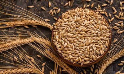 Çanakkale'de toprak hazırlıkları tamamlandı