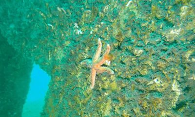 Akçansa’nın Yapay Resif Projesine Ortak Yarınlar Ödülü