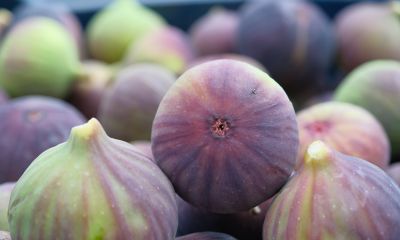 Kraliçe incirinin ihracatında kilogram başına 1 dolarlık değer artışı oldu