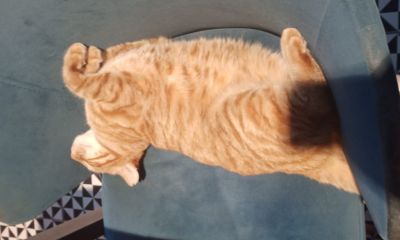 Lodos Bar’ın Maskotu Leo İlgi Odağı Oldu