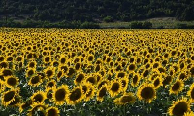 Ayçiçeği üreticisine destek artışı: Oran yüzde 30,8 yükseltildi