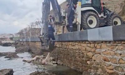 Gelibolu’da ölü inek sahile vurdu