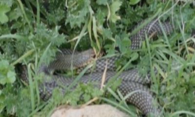 Çan’da 2 metrelik yılan kamerada   