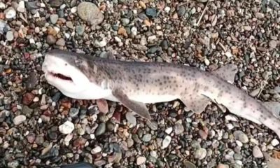 Çanakkale'de amatör balıkçıların oltasına yavru köpek balığı takıldı   