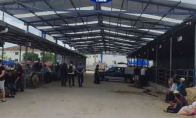 Biga Hayvan Pazarı yeniden açılıyor