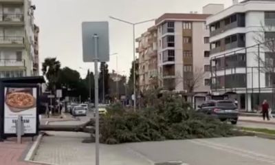Çanakkale'de fırtına ağaçları devirdi