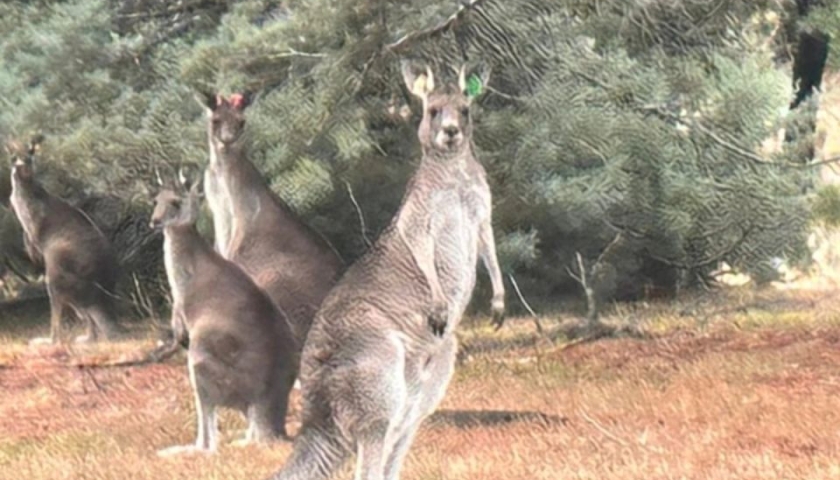 Avustralya–Türkiye Dostluğuna “Geli” sembolü
