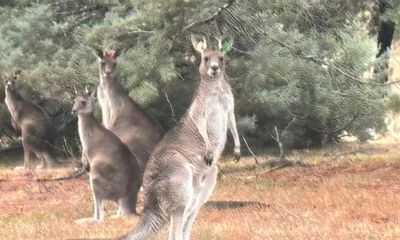 Avustralya–Türkiye Dostluğuna “Geli” sembolü
