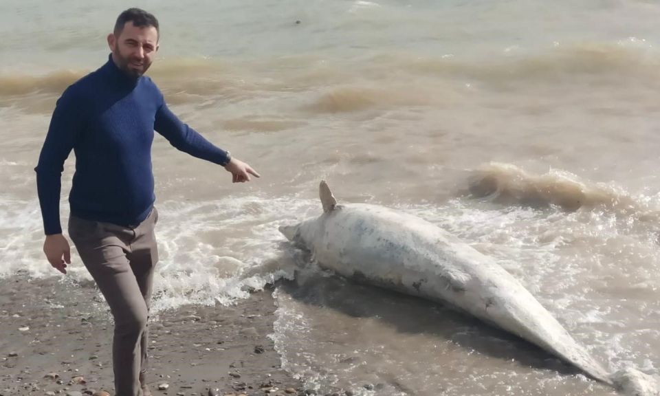 Ayvacık'ta sahile ölü yunus vurdu