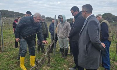 Bozcaada’da üreticilere modern budama eğitimi verildi