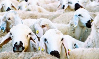 Ziraat Bankası destekli dev proje: %100 Faiz indirimiyle sürü sahibi olun!