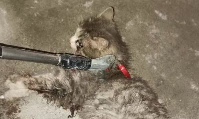 Ayvacık'ta otomobilde sıkışan kedi kurtarıldı