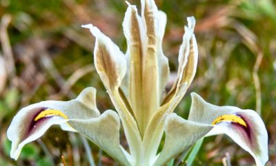 Doğa Koruma ve Milli Parklar’dan Nevruz Çiçeği Paylaşımı