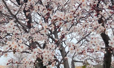 Çanakkale’ye son cemre düştü: Bahar kapıda
