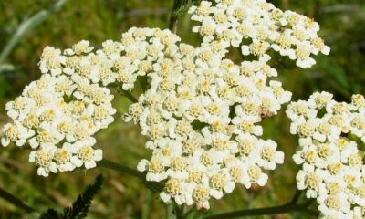 Anadolu Dağlarının Beyaz Mirası: Civanperçemi ve Doğanın Şifa Reçetesi