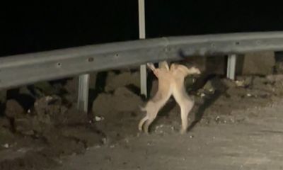 Adalı tavşanlar birbirine girdi