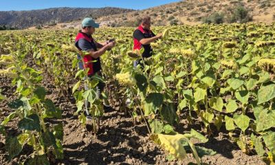 Çanakkale’de Ayçiçeği Üreticilerine %75 Hibeli Yerli Tohum Desteği