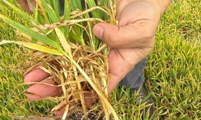 Biga’da Arpa Tarlalarında Sararma Alarmı: İlçe Tarım Üreticiyi Uyardı