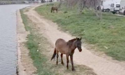 Sarıçay Kenarında Keyif Yapan Atlar