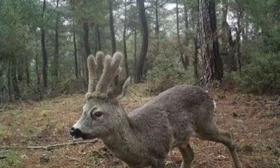 Çanakkale’nin gizli dünyası fotokapanlarda